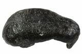 Fossil Whale Ear Bone - Miocene #95756-1